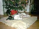 Kerst(b)wngwl bobby onder de kerstboom!